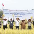 Inovasi di Atas Air untuk Ketahanan Pangan Kalsel, Panen Padi Apung di Tabalong