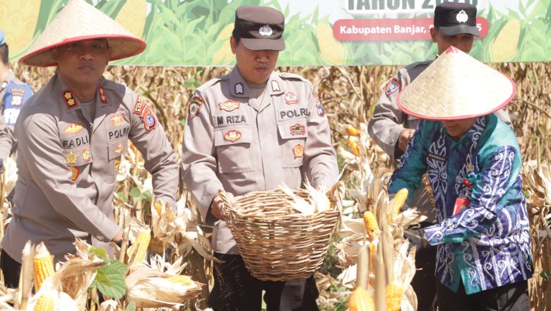 Kapolres Banjar Panen Raya Jagung Serentak di Teluk Sanggar Desa Bincau