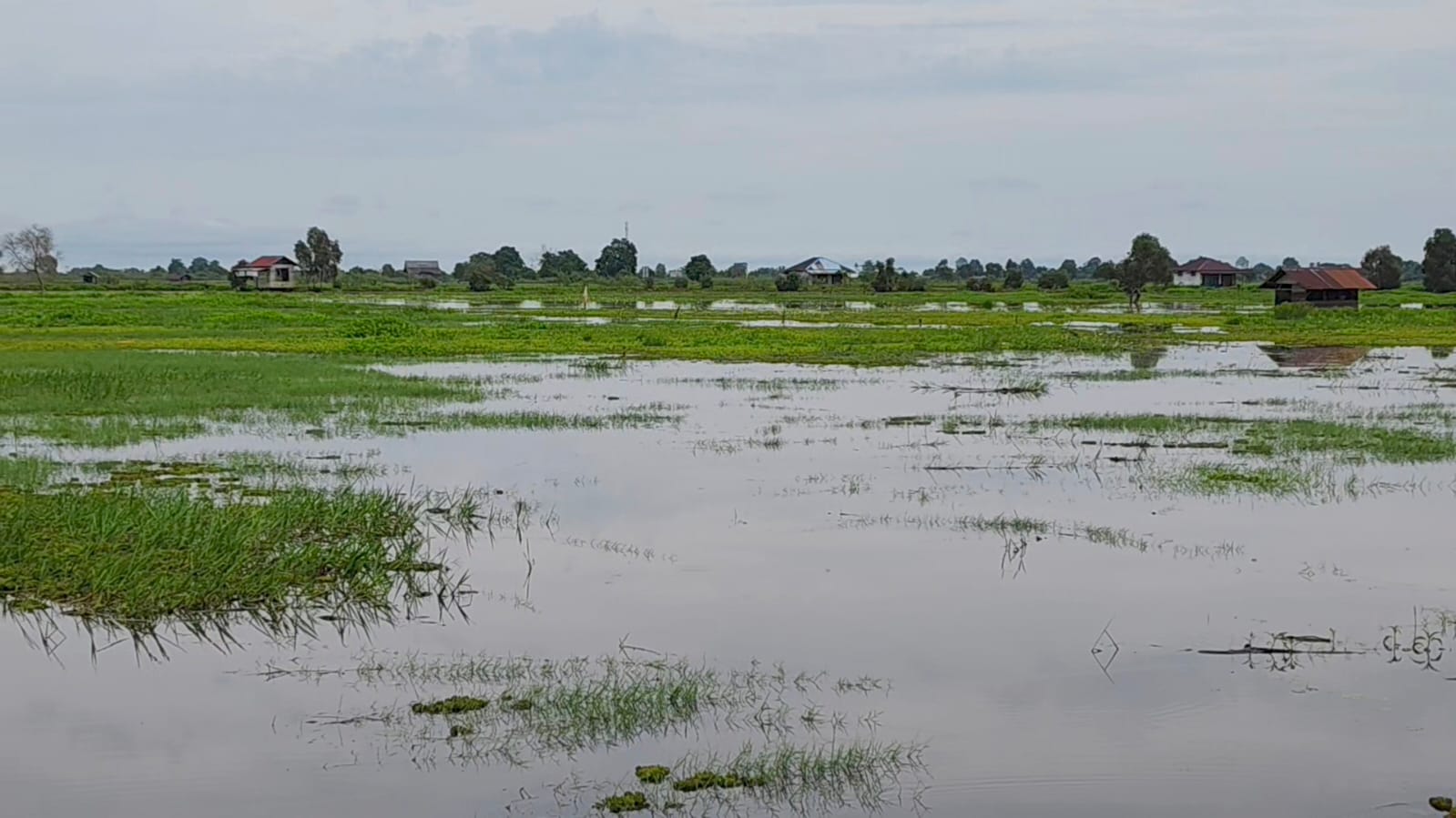 Ribuan Hektare Lahan Pertanian di Kabupaten Banjar Terdampak Banjir, Pemda Salurkan Bantuan Benih dan Asuransi