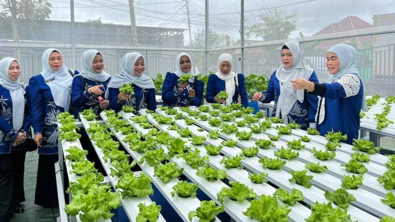 Hijau dan Produktif, Kebun Hidroponik PKK HSS Jadi Percontohan Pemanfaatan Pekarangan