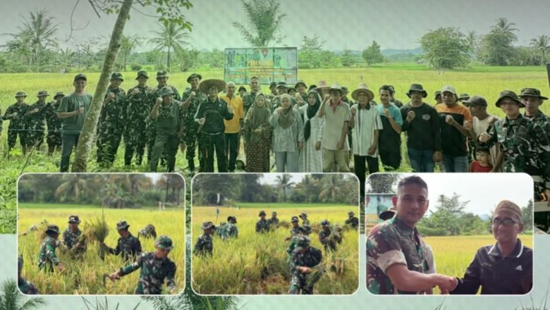 Sinergi Pemda dan TNI, Panen Raya di Padang Batung Perkuat Ketahanan Pangan HSS