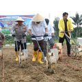 Perkuat Ketahanan Pangan, Bupati HSS dan Kapolres Tanam Jagung Bersama Warga Jelatang