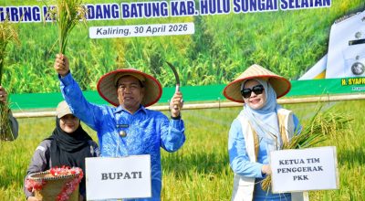 Produksi Padi HSS Tembus 26 Ribu Ton, Bupati Dorong Tanam Serentak