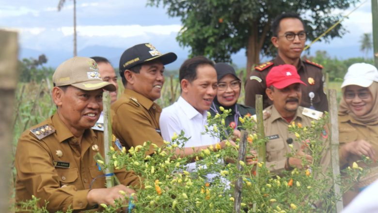 Wamenko Pangan Tinjau Komunitas Cabai di HSS, Dukung Program KSPEAN