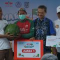 Semangka AMARA F1 Tembus Pasar Luar Daerah, Potensi Ekonomi Petani Daha Kian Menjanjikan